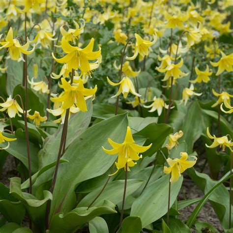 Erythronium .